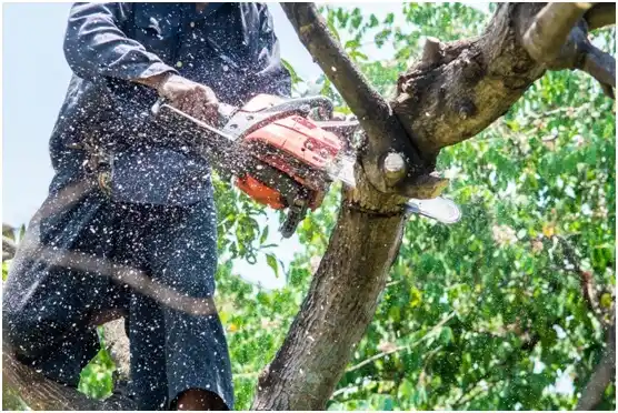 tree services La Verkin